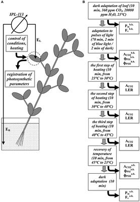 High-Temperature Tolerance of Photosynthesis Can Be Linked to Local Electrical Responses in Leaves of Pea